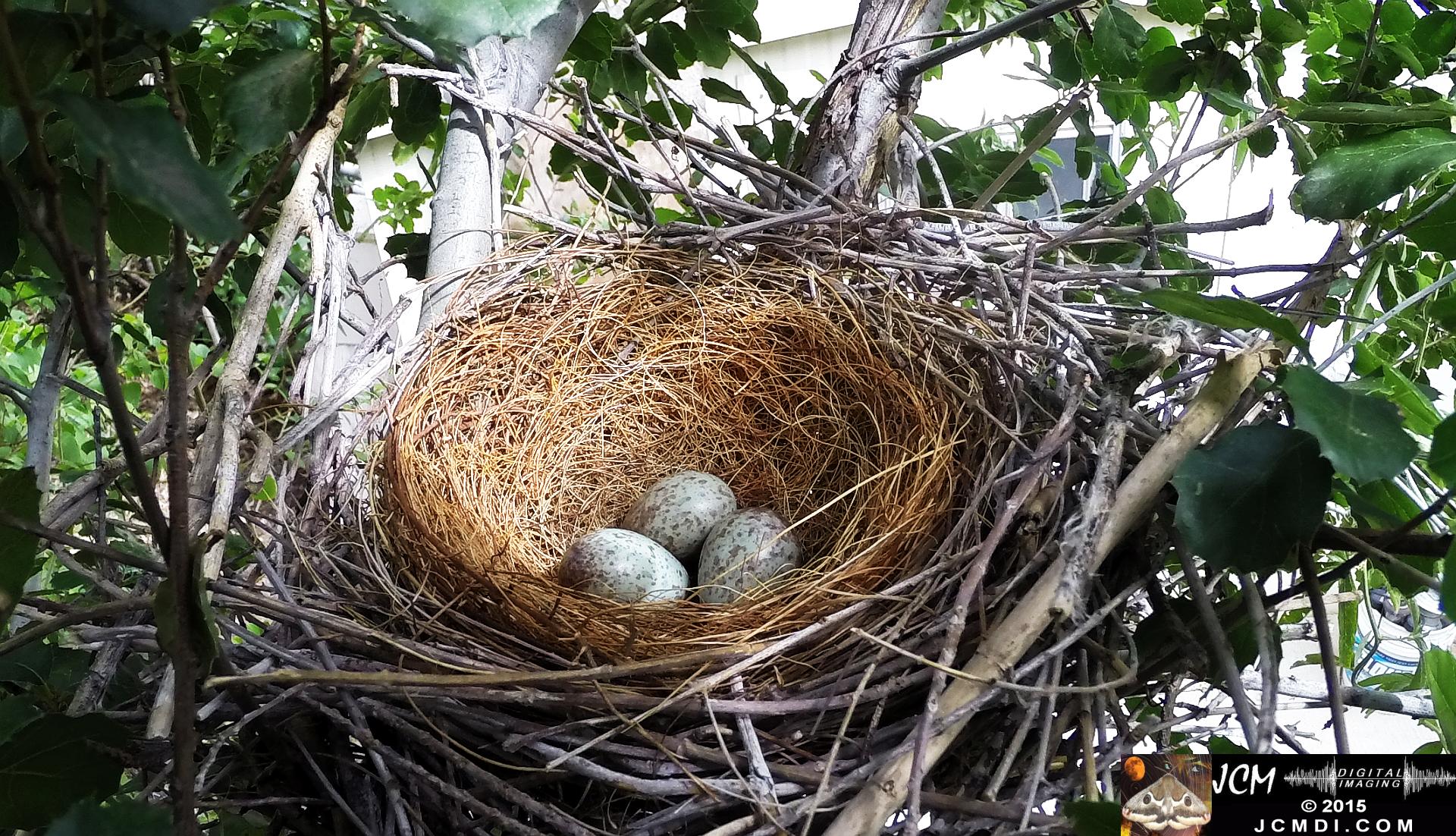 Scrub Jay Nest vacant with 3 eggs santa clarita jcmdi.com